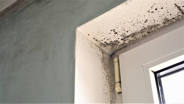 Best Mold Remediation for Rental Properties  in Lordship, CT