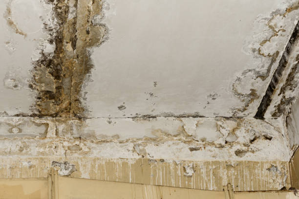 Best Mold Prevention Services  in Lordship, CT