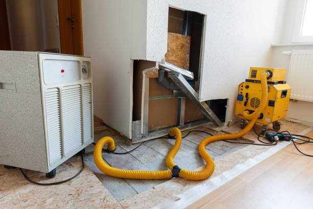 Best Basement Mold Removal  in Lordship, CT