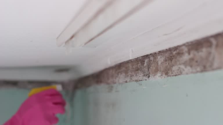 Best Water Damage & Mold Remediation  in Lordship, CT